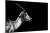 Safari Profile Collection - Antelope Impala Black Edition-Philippe Hugonnard-Mounted Photographic Print