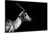 Safari Profile Collection - Antelope Impala Black Edition-Philippe Hugonnard-Stretched Canvas