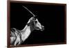 Safari Profile Collection - Antelope Impala Black Edition-Philippe Hugonnard-Framed Photographic Print