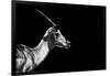 Safari Profile Collection - Antelope Impala Black Edition-Philippe Hugonnard-Framed Photographic Print