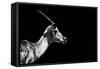 Safari Profile Collection - Antelope Impala Black Edition-Philippe Hugonnard-Framed Stretched Canvas