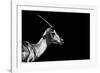 Safari Profile Collection - Antelope Impala Black Edition-Philippe Hugonnard-Framed Photographic Print