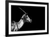 Safari Profile Collection - Antelope Impala Black Edition-Philippe Hugonnard-Framed Photographic Print