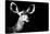 Safari Profile Collection - Antelope Impala Portrait Black Edition II-Philippe Hugonnard-Stretched Canvas