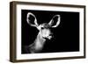 Safari Profile Collection - Antelope Impala Portrait Black Edition II-Philippe Hugonnard-Framed Photographic Print