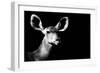 Safari Profile Collection - Antelope Impala Portrait Black Edition II-Philippe Hugonnard-Framed Photographic Print