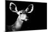 Safari Profile Collection - Antelope Impala Portrait Black Edition II-Philippe Hugonnard-Mounted Photographic Print