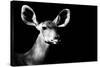 Safari Profile Collection - Antelope Impala Portrait Black Edition II-Philippe Hugonnard-Stretched Canvas