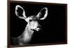 Safari Profile Collection - Antelope Impala Portrait Black Edition II-Philippe Hugonnard-Framed Photographic Print