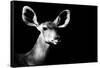 Safari Profile Collection - Antelope Impala Portrait Black Edition II-Philippe Hugonnard-Framed Stretched Canvas