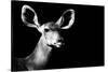 Safari Profile Collection - Antelope Impala Portrait Black Edition II-Philippe Hugonnard-Stretched Canvas