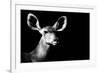 Safari Profile Collection - Antelope Impala Portrait Black Edition II-Philippe Hugonnard-Framed Photographic Print