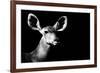 Safari Profile Collection - Antelope Impala Portrait Black Edition II-Philippe Hugonnard-Framed Photographic Print