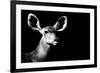 Safari Profile Collection - Antelope Impala Portrait Black Edition II-Philippe Hugonnard-Framed Photographic Print