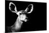 Safari Profile Collection - Antelope Impala Portrait Black Edition II-Philippe Hugonnard-Mounted Photographic Print