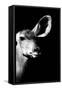 Safari Profile Collection - Antelope Impala Portrait Black Edition IV-Philippe Hugonnard-Framed Stretched Canvas