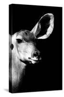 Safari Profile Collection - Antelope Impala Portrait Black Edition IV-Philippe Hugonnard-Stretched Canvas