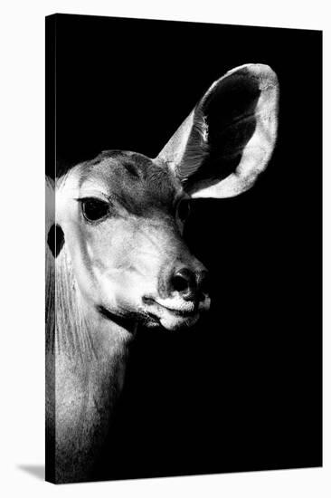 Safari Profile Collection - Antelope Impala Portrait Black Edition IV-Philippe Hugonnard-Stretched Canvas