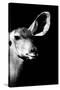 Safari Profile Collection - Antelope Impala Portrait Black Edition IV-Philippe Hugonnard-Stretched Canvas