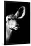 Safari Profile Collection - Antelope Impala Portrait Black Edition IV-Philippe Hugonnard-Framed Photographic Print