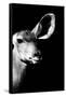 Safari Profile Collection - Antelope Impala Portrait Black Edition IV-Philippe Hugonnard-Framed Stretched Canvas