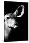 Safari Profile Collection - Antelope Impala Portrait Black Edition IV-Philippe Hugonnard-Stretched Canvas