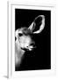 Safari Profile Collection - Antelope Impala Portrait Black Edition IV-Philippe Hugonnard-Framed Photographic Print