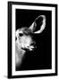 Safari Profile Collection - Antelope Impala Portrait Black Edition IV-Philippe Hugonnard-Framed Photographic Print