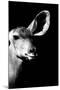 Safari Profile Collection - Antelope Impala Portrait Black Edition IV-Philippe Hugonnard-Mounted Photographic Print