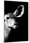 Safari Profile Collection - Antelope Impala Portrait Black Edition IV-Philippe Hugonnard-Mounted Photographic Print