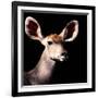 Safari Profile Collection - Antelope Impala Portrait Black Edition V-Philippe Hugonnard-Framed Photographic Print