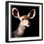 Safari Profile Collection - Antelope Impala Portrait Black Edition V-Philippe Hugonnard-Framed Photographic Print