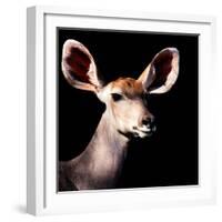 Safari Profile Collection - Antelope Impala Portrait Black Edition V-Philippe Hugonnard-Framed Photographic Print