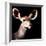 Safari Profile Collection - Antelope Impala Portrait Black Edition V-Philippe Hugonnard-Framed Photographic Print