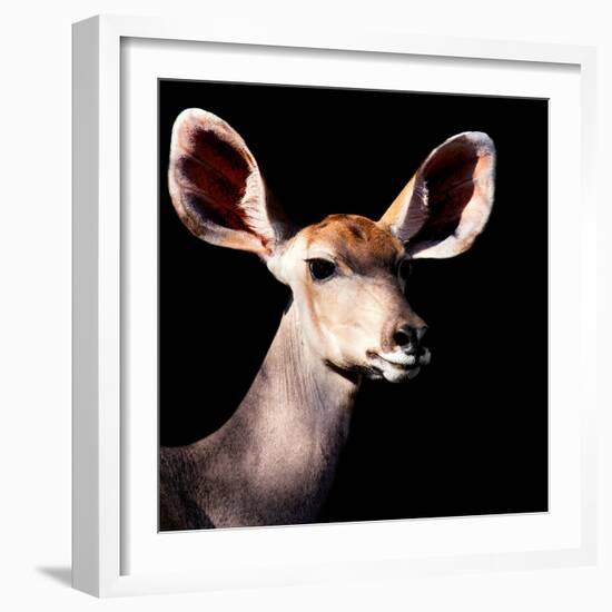 Safari Profile Collection - Antelope Impala Portrait Black Edition V-Philippe Hugonnard-Framed Photographic Print