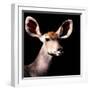 Safari Profile Collection - Antelope Impala Portrait Black Edition V-Philippe Hugonnard-Framed Photographic Print