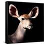 Safari Profile Collection - Antelope Impala Portrait Black Edition V-Philippe Hugonnard-Framed Stretched Canvas