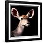 Safari Profile Collection - Antelope Impala Portrait Black Edition V-Philippe Hugonnard-Framed Photographic Print