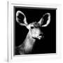 Safari Profile Collection - Antelope Impala Portrait Black Edition VI-Philippe Hugonnard-Framed Photographic Print