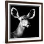 Safari Profile Collection - Antelope Impala Portrait Black Edition VI-Philippe Hugonnard-Framed Photographic Print