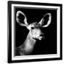 Safari Profile Collection - Antelope Impala Portrait Black Edition VI-Philippe Hugonnard-Framed Photographic Print