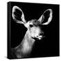 Safari Profile Collection - Antelope Impala Portrait Black Edition VI-Philippe Hugonnard-Framed Stretched Canvas