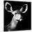 Safari Profile Collection - Antelope Impala Portrait Black Edition VI-Philippe Hugonnard-Stretched Canvas