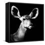 Safari Profile Collection - Antelope Impala Portrait Black Edition VI-Philippe Hugonnard-Framed Stretched Canvas