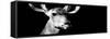Safari Profile Collection - Antelope Impala Portrait Black Edition VIII-Philippe Hugonnard-Framed Stretched Canvas