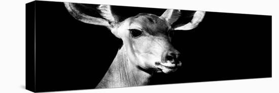 Safari Profile Collection - Antelope Impala Portrait Black Edition VIII-Philippe Hugonnard-Stretched Canvas