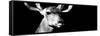 Safari Profile Collection - Antelope Impala Portrait Black Edition VIII-Philippe Hugonnard-Framed Stretched Canvas