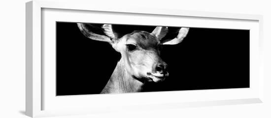 Safari Profile Collection - Antelope Impala Portrait Black Edition VIII-Philippe Hugonnard-Framed Photographic Print