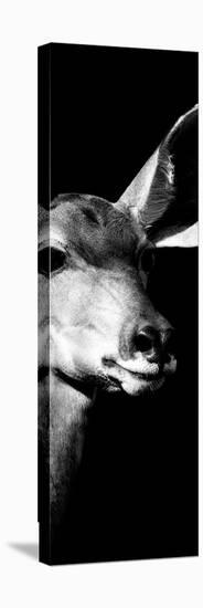 Safari Profile Collection - Antelope Impala Portrait Black Edition X-Philippe Hugonnard-Stretched Canvas