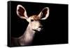 Safari Profile Collection - Antelope Impala Portrait Black Edition-Philippe Hugonnard-Framed Stretched Canvas